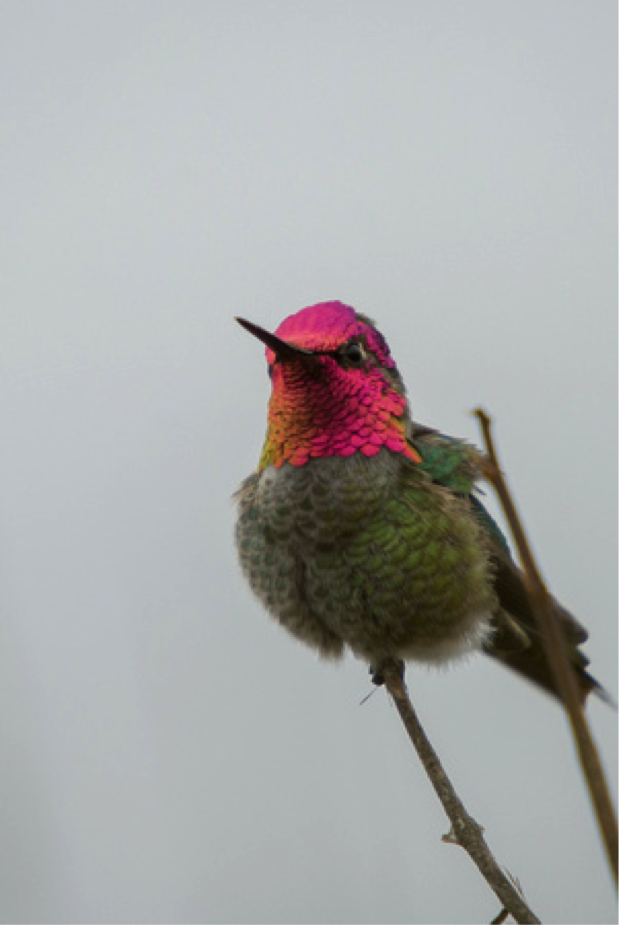 Hummingbirds in Winter, in Vancouver » Vancouver Blog Miss604
