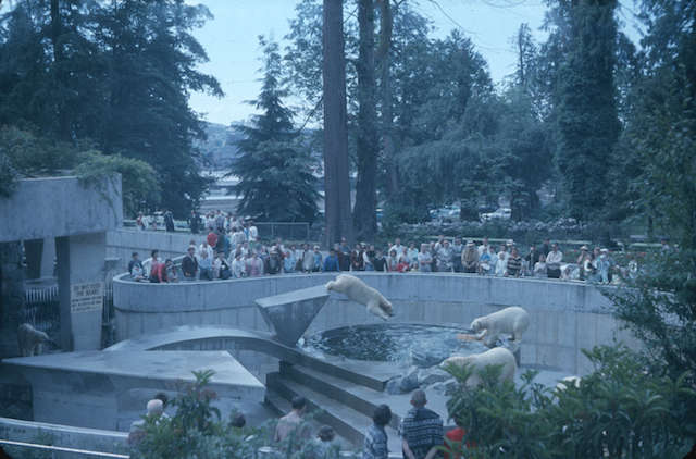 StanleyParkPolarBears