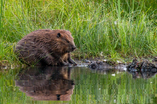 Mark White - Beaver at Beaver Lake