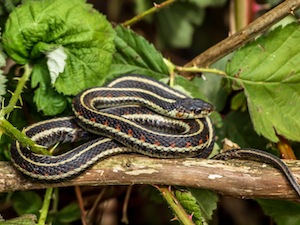 GarterSnake-CreditErikaHyde