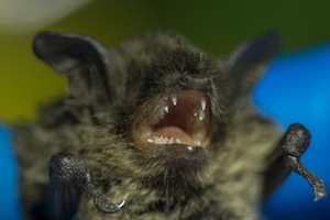 LittleBrownBat-CreditMichaelSchmidt