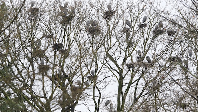 SPES-Heronry