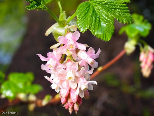 currant