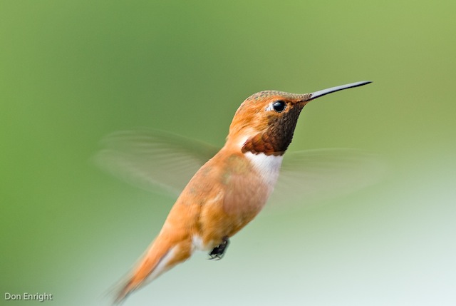 Rufous Hummingbird