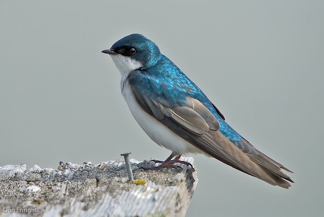 swallow