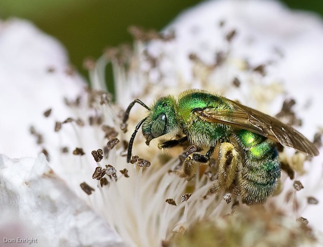 Green Bee