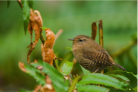 wren