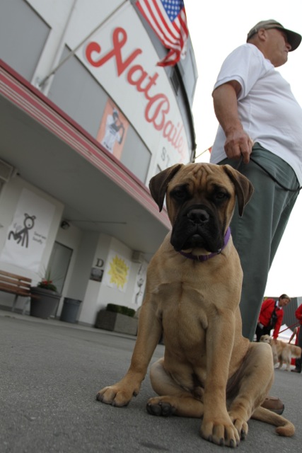 VancouverCanadiansDogDay