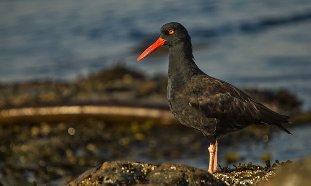 oystercatcher1