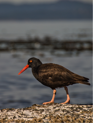 oystercatcher2