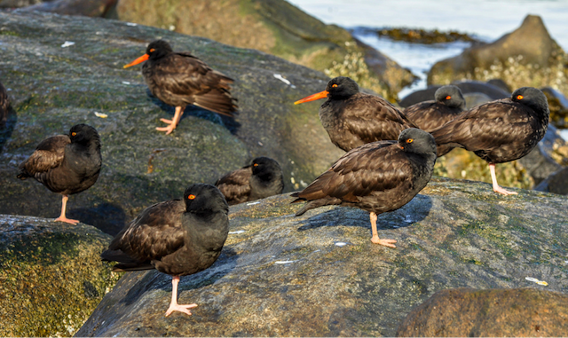 oystercatcher3