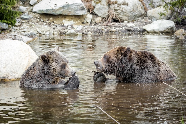 Breakfast with the Bears