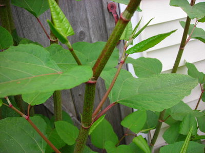 Knotweed-1