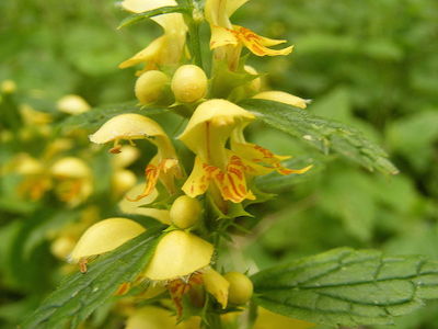 Yellowlamium