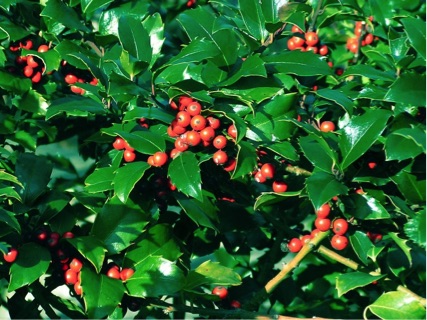 englishholly