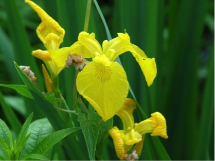 yellowiris