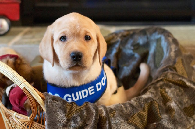 guidedogs