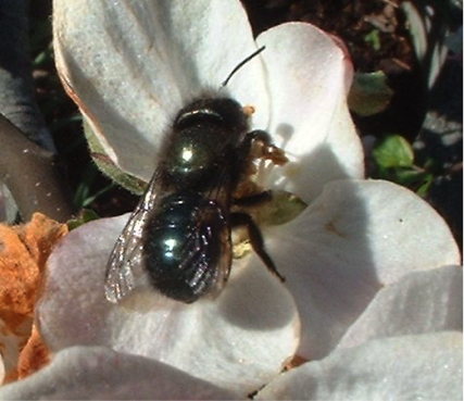 orchardbee