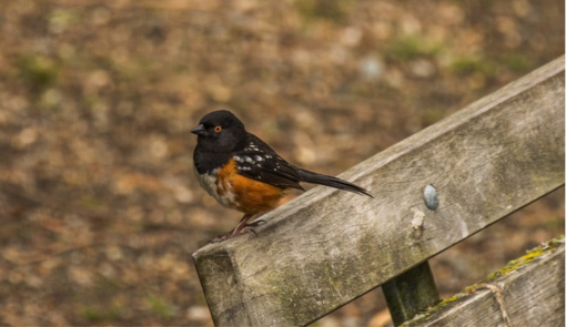 towhee