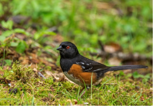 towhee1