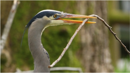 heron1