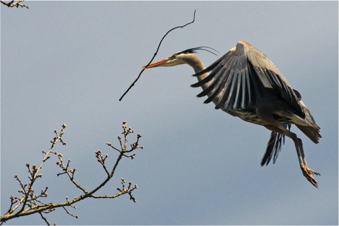 heron2