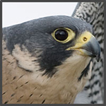 falcon-profile-passchier