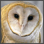 owl-profile-passchier