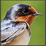 swallow-profile-passchier