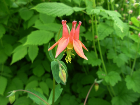 redcolumbine