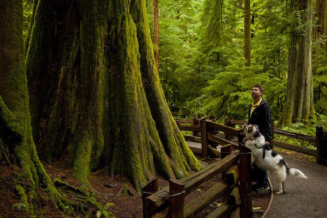 A man and his dog exploring the trails in the Cathedral Grove forest.  One of the few remaining sections of old growth forest.