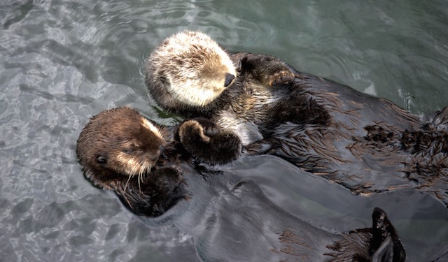 Tanu And Katmai Rafting