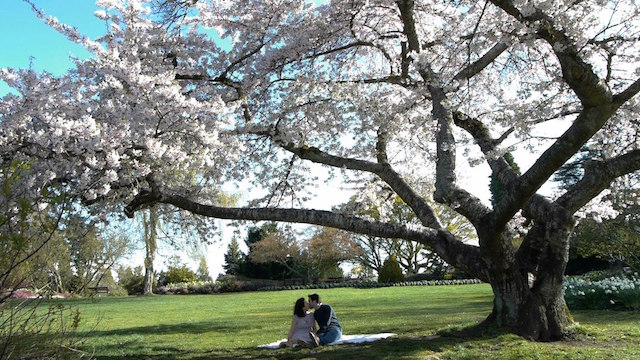 CherryBlossom-TreeInside