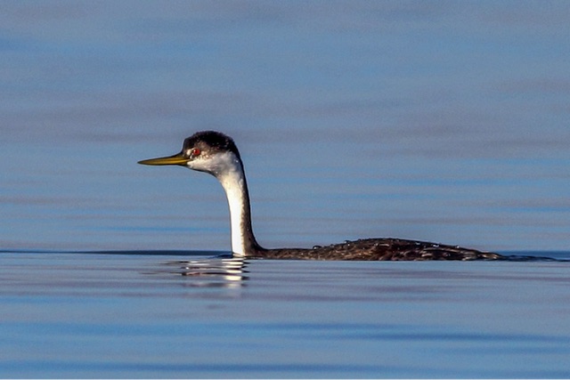 spes-grebe