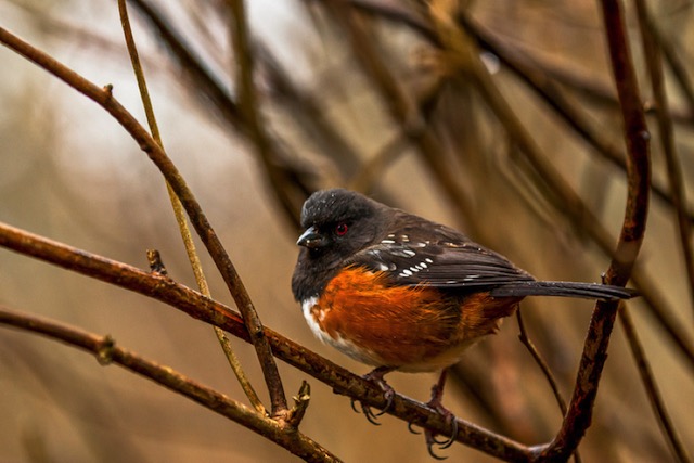 spes-towhee