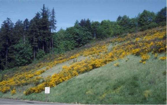 ScotchBroom3