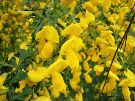 ScotchBroom4