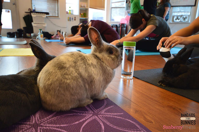 Bunny-yoga-sunberry-fitness