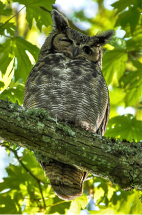 StanleyParkOwl2