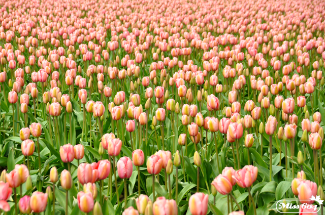 Tulips