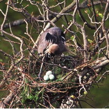 Herons-Andrew