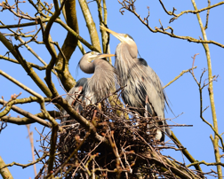 Herons-Greg