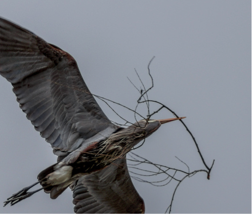 Herons-MichaelS2