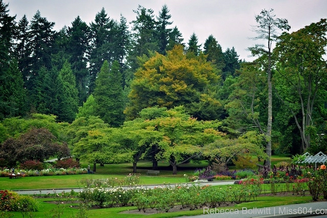 Stanley_Park_Trees