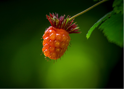 SalmonBerries