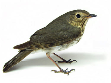 Thrush-Bird