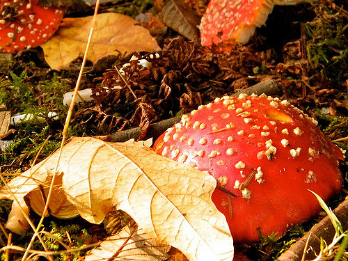 Amanita mushroom in Stanley Park