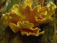 mushroom-chickenforest