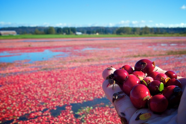 Fort Langley Cranberry Festival