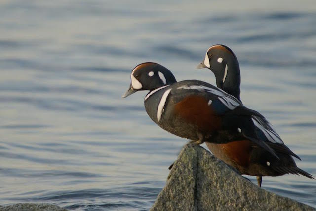 harlequinducks